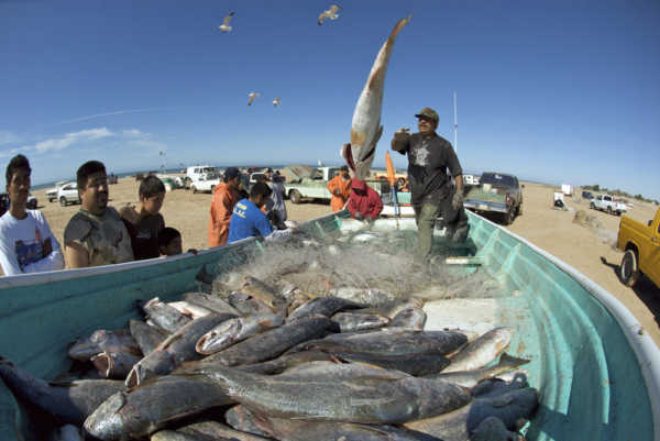 dataMares: Fisheries