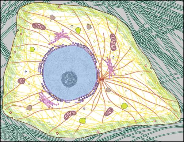 Cell Image Library