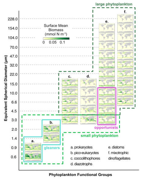 MITgcm 3-daily global sea surface temperature, ocean currents, nitrate and phytoplankton biomass (1992 - 2016)