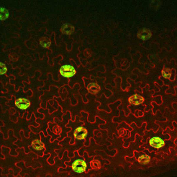 Data from: Carbonic Anhydrases, EPF2 and a Novel Protease Mediate CO2 Control of Stomatal Development