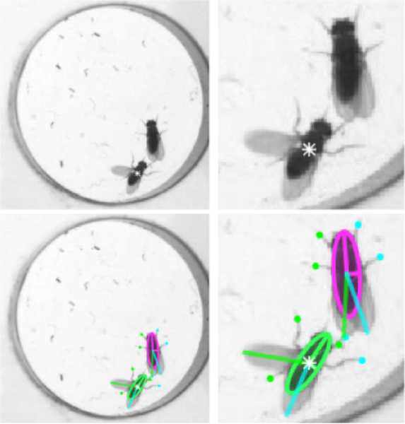 Data from: Quantifying influence of human choice on the automated detection of Drosophila behavior by a supervised machine...